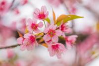 flower breeds project thumbnail