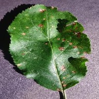 apple diseases detection project thumbnail