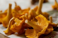 North American Mushrooms project thumbnail