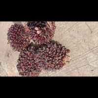 Palm Fruit Ripeness project thumbnail