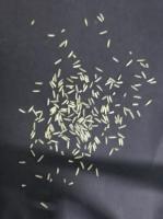 Rice classification project thumbnail