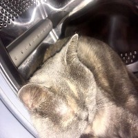 cat project thumbnail