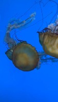 Underwater Object Detection project thumbnail
