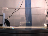 mice_treadmill project thumbnail