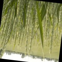 wheat stage dedection project thumbnail