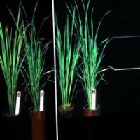 Rice insect Diseases project thumbnail