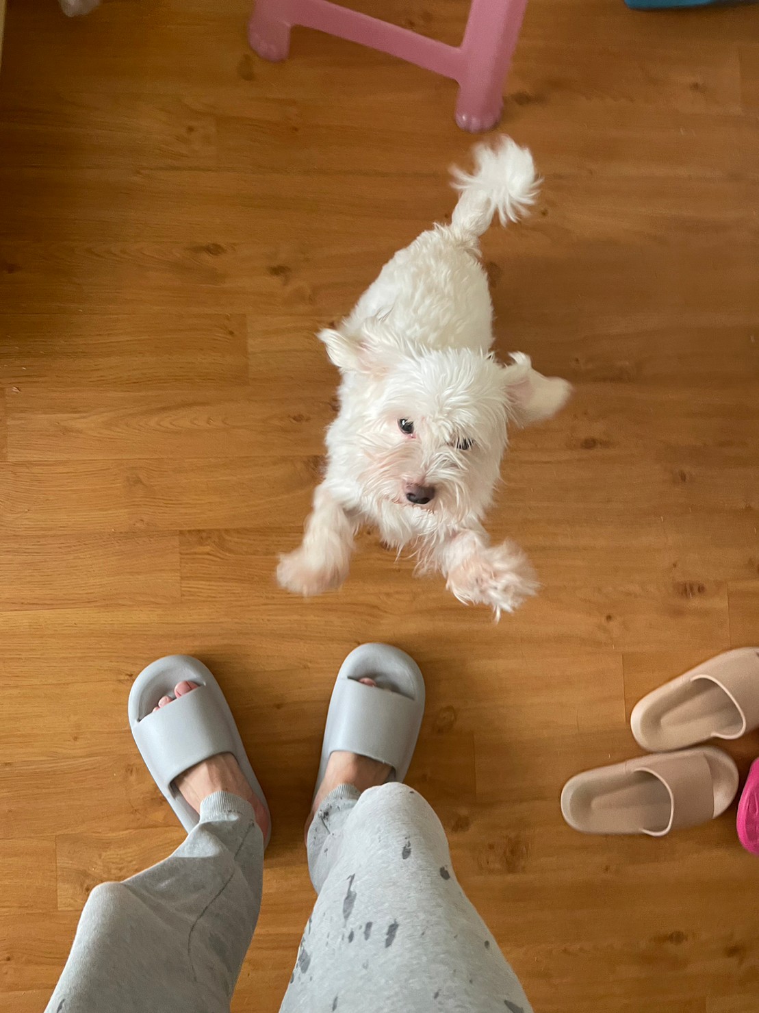 Dog detect Object Detection Dataset by test