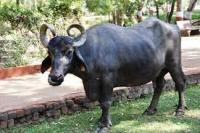 cattle recognition model project thumbnail