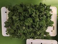 Salad Project project thumbnail