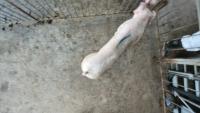 Pig_project project thumbnail