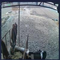 Cow-object-detection project thumbnail