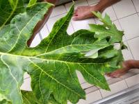 PRSV Leaves project thumbnail