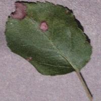 plant-disease-classification project thumbnail
