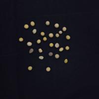 my soybeans project thumbnail