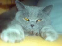 Cat Profiling (Detection) V2 Object Detection Dataset by jomari-nacional