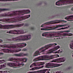 meta_seg Instance Segmentation Model by project-m9wye
