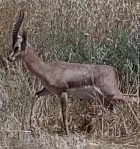 Gazelle_Keypoint project thumbnail