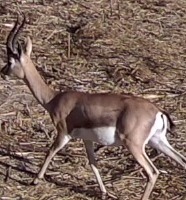 Gazelle Antlers project thumbnail