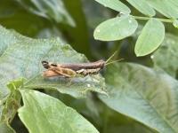 Find Grasshoppers project thumbnail