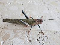 Find Earthworms and Grasshoppers project thumbnail