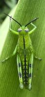 Find Grasshoppers 2 project thumbnail