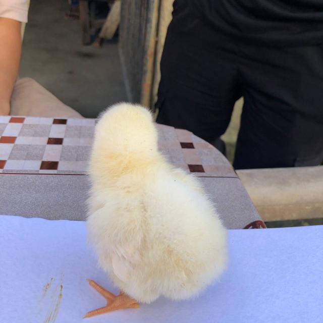 chick Object Detection Dataset by chick