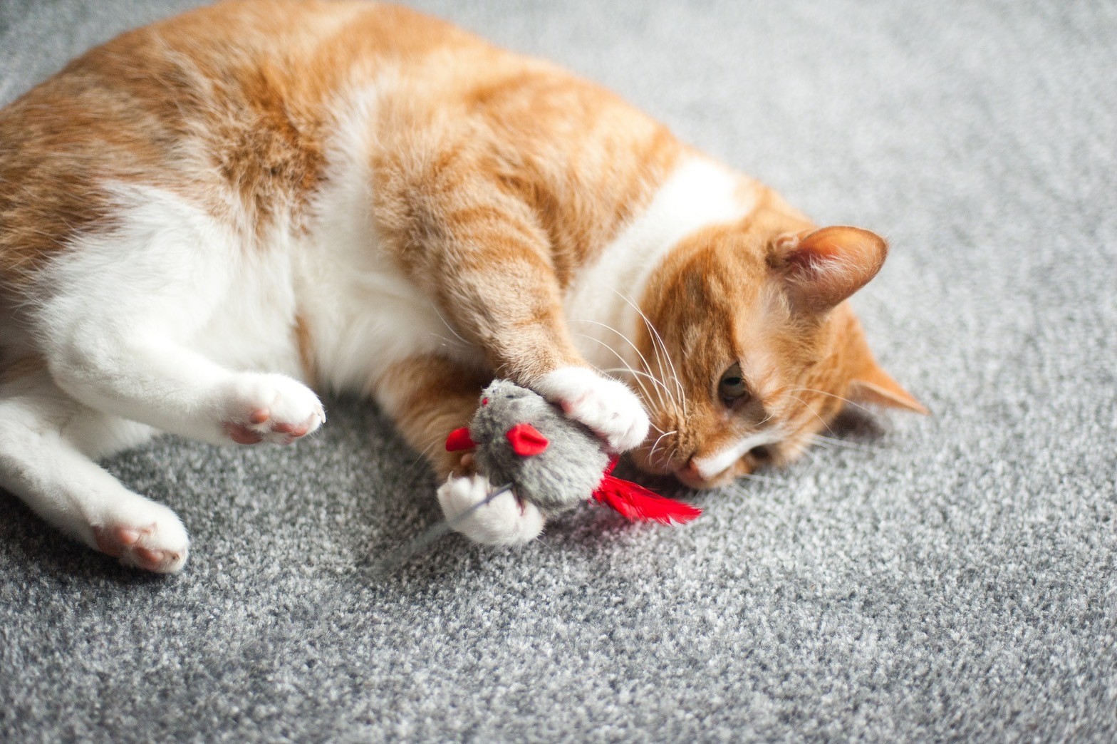 Cat behavior Object Detection Dataset by cat