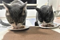 Cat behavior identification project thumbnail