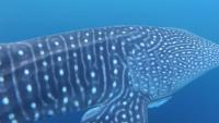 Whale Shark ID project thumbnail