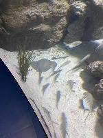 Aquarium Dataset project thumbnail
