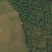 Tree Detection Object Detection Model by Project