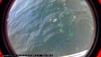 jellyfish-pqc6u-ftpov-gjvb project thumbnail