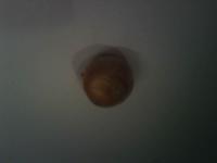 veggie detection project thumbnail