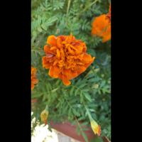 custom_flowers_detector project thumbnail
