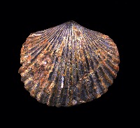 Fossils Detector project thumbnail