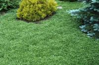 Lawn_and_obstacle_v5 project thumbnail