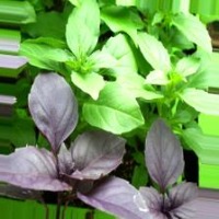 Tulsi Classification Model by Vansh