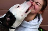 dogandcat data project thumbnail