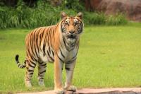 Tiger breed3 project thumbnail