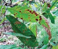 Hojas Enfermas Cacao project thumbnail