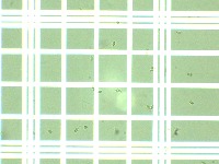 Microalgae Cell project thumbnail