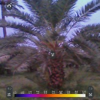 tree project thumbnail