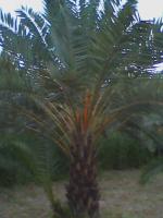 palm-trees_new project thumbnail