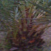 new palm tree project thumbnail