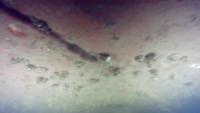 Find hard barnacle, medium barnacle, and others project thumbnail