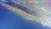Biofoulling project thumbnail