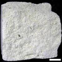 Limestone labels project thumbnail