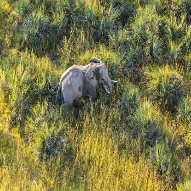My Test Datasets Object Detection Dataset by Wild Animals Datasets