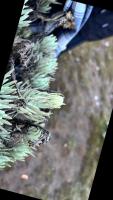 Edelweis2 project thumbnail