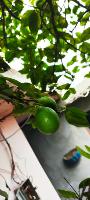 Lemon Detection project thumbnail